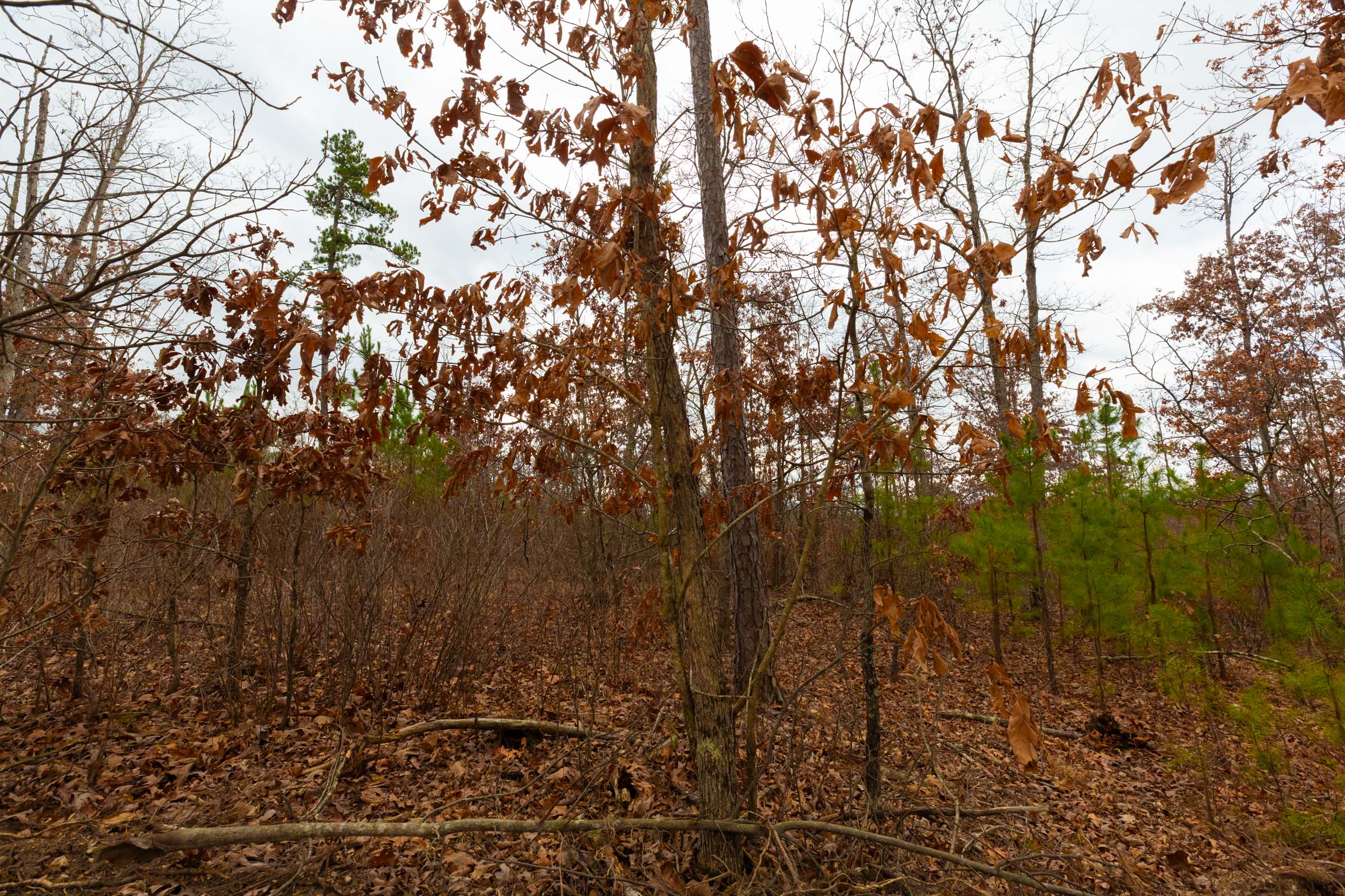 Tract 10 at Windy Ridge in Texas County, Missouri