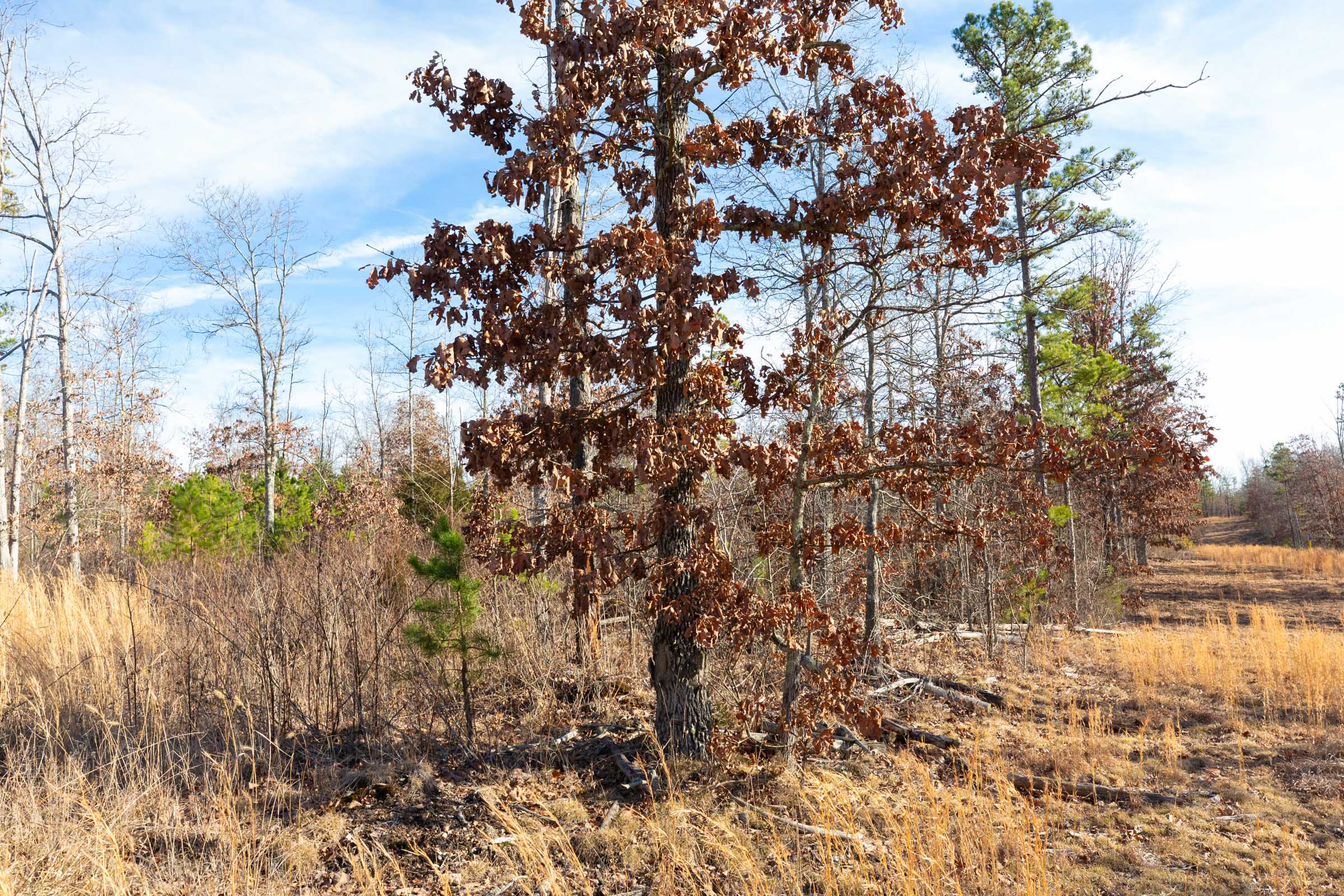 Tract 11 at Windy Ridge in Texas County, Missouri