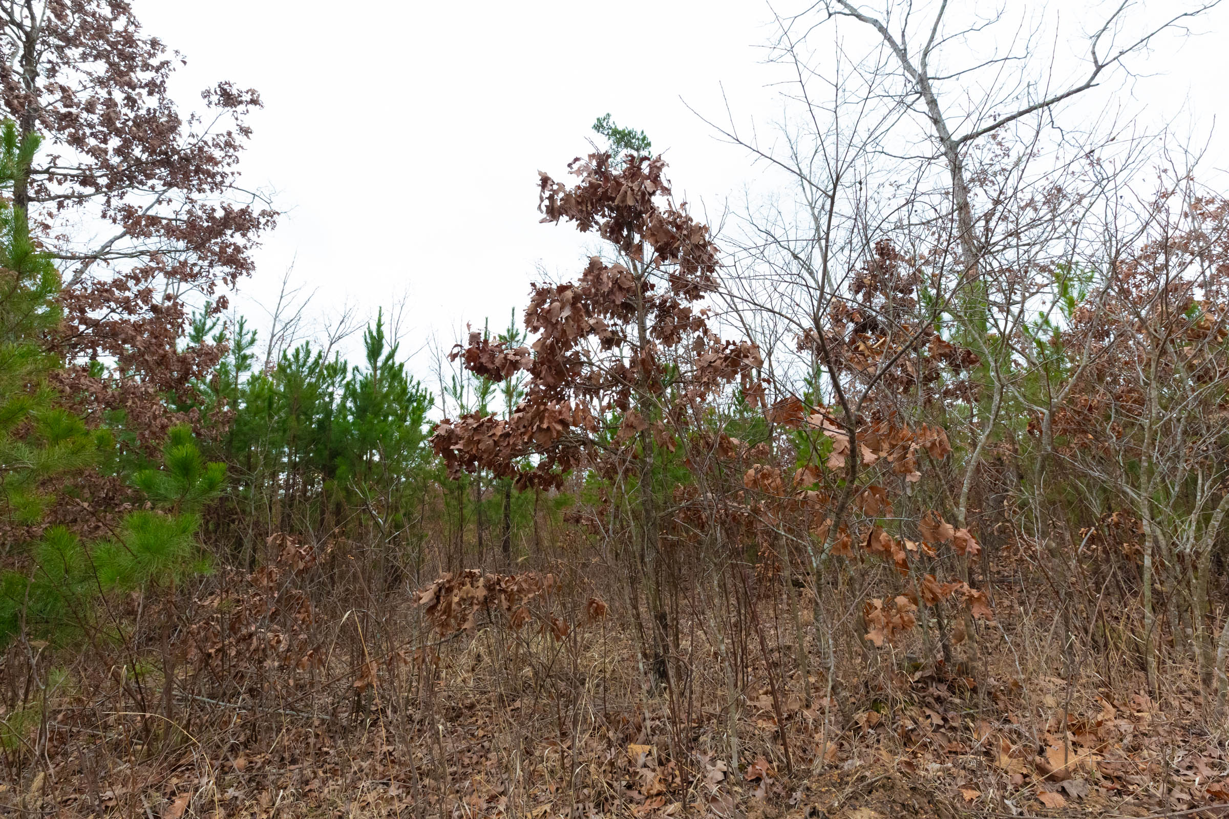 Tract 13 at Windy Ridge in Texas County, Missouri