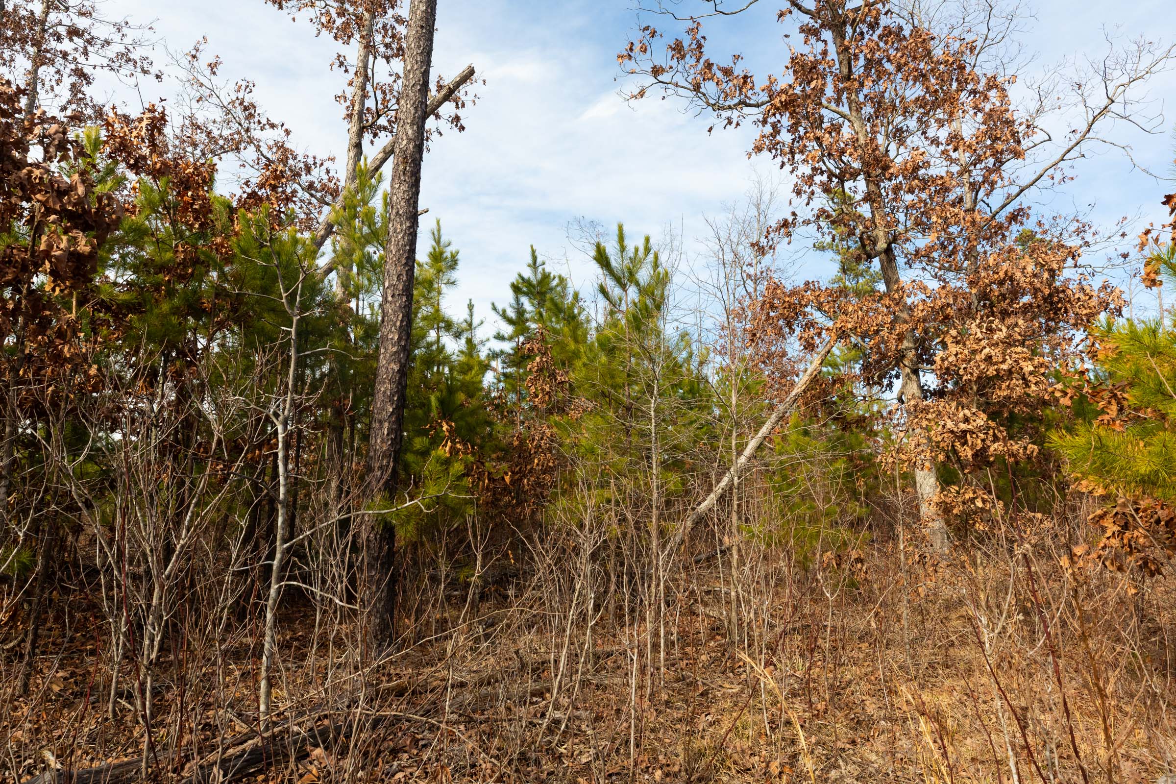 Tract 2 at Windy Ridge in Texas County, Missouri