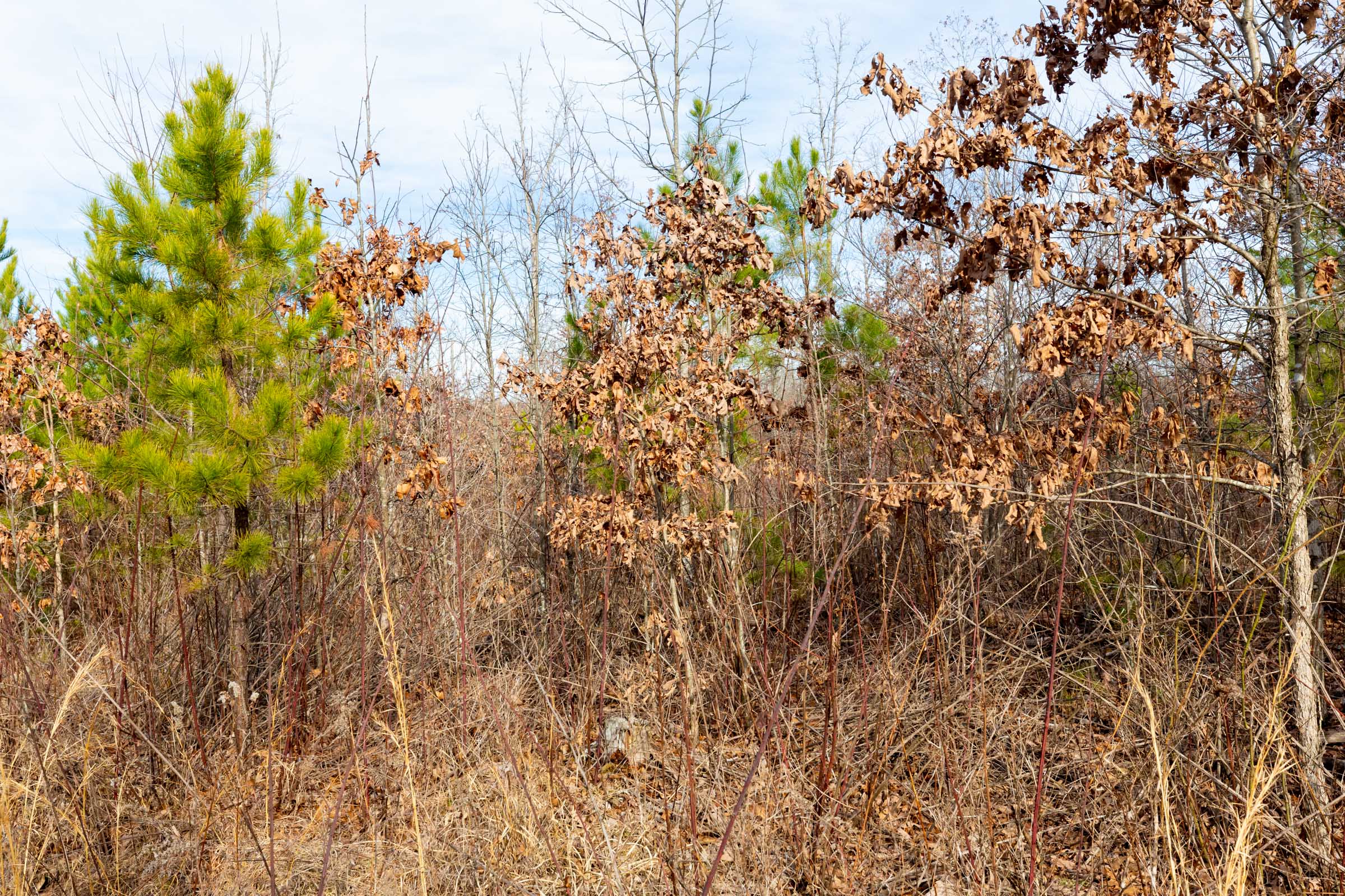 Tract 4 at Windy Ridge in Texas County, Missouri