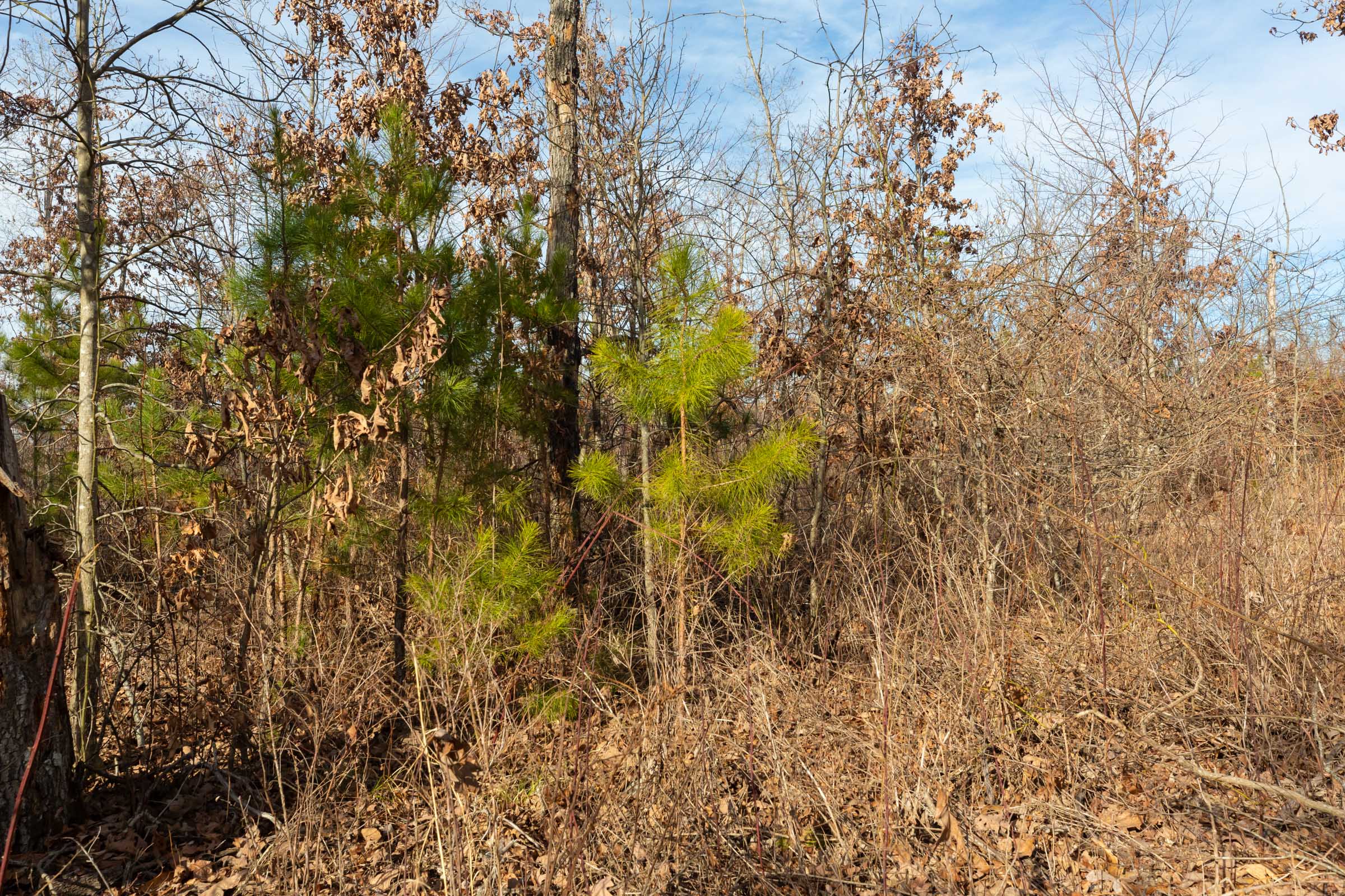 Tract 5 at Windy Ridge in Texas County, Missouri