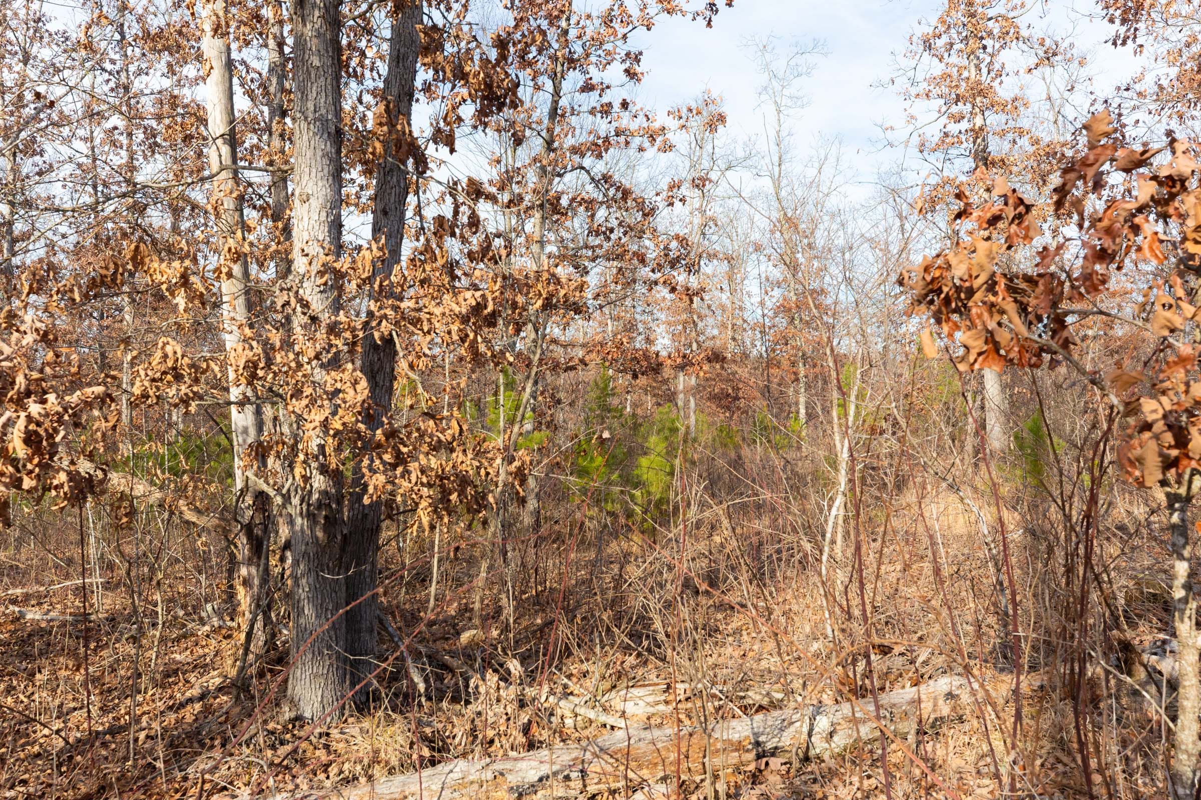 Tract 6 at Windy Ridge in Texas County, Missouri