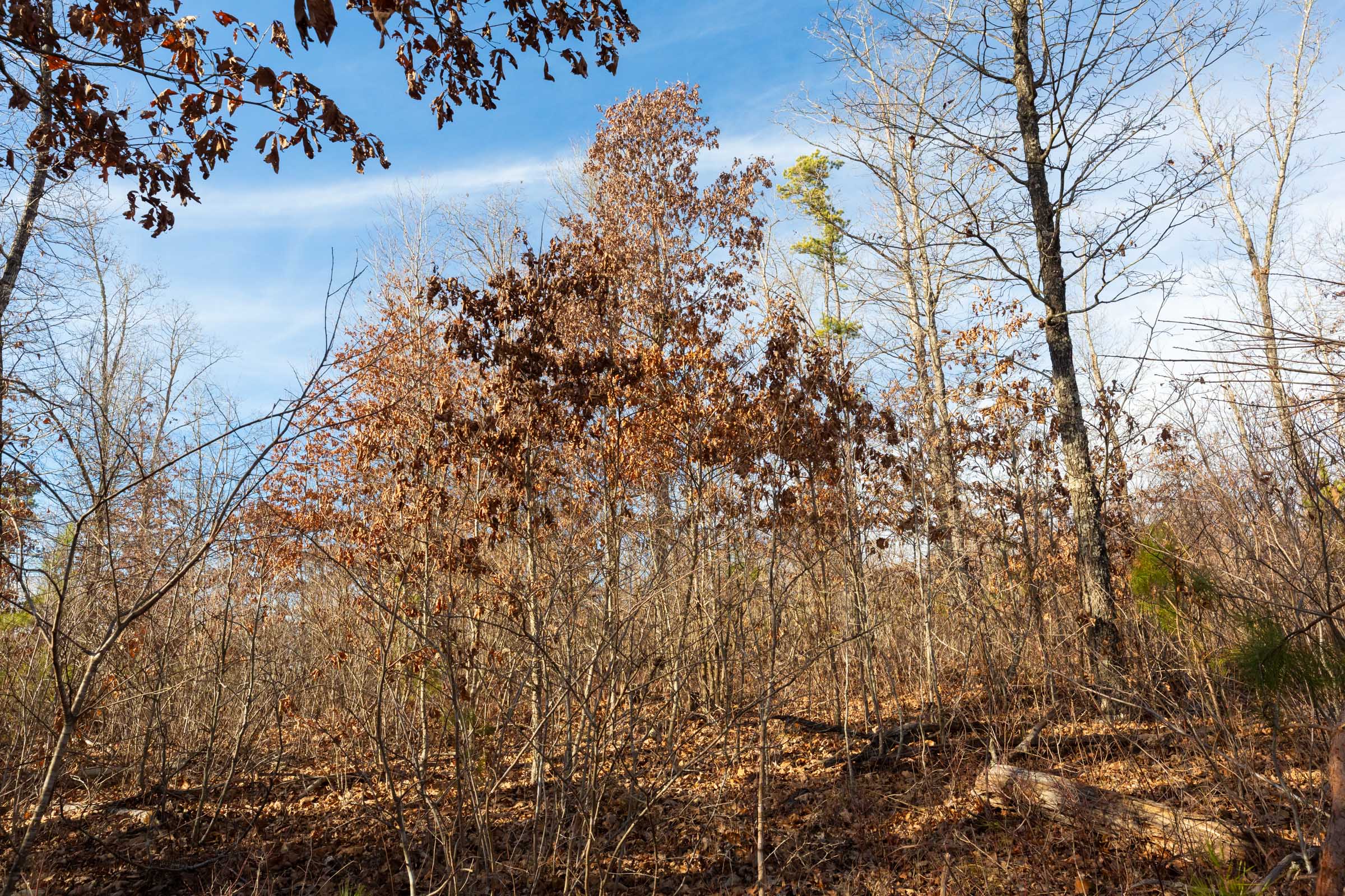 Tract 8 at Windy Ridge in Texas County, Missouri